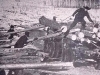 Заключенные Озерлага на лесоповале и строительстве железной дороги Тайшет - Лена. Фото В. П. Абламского. 1950-е годы.